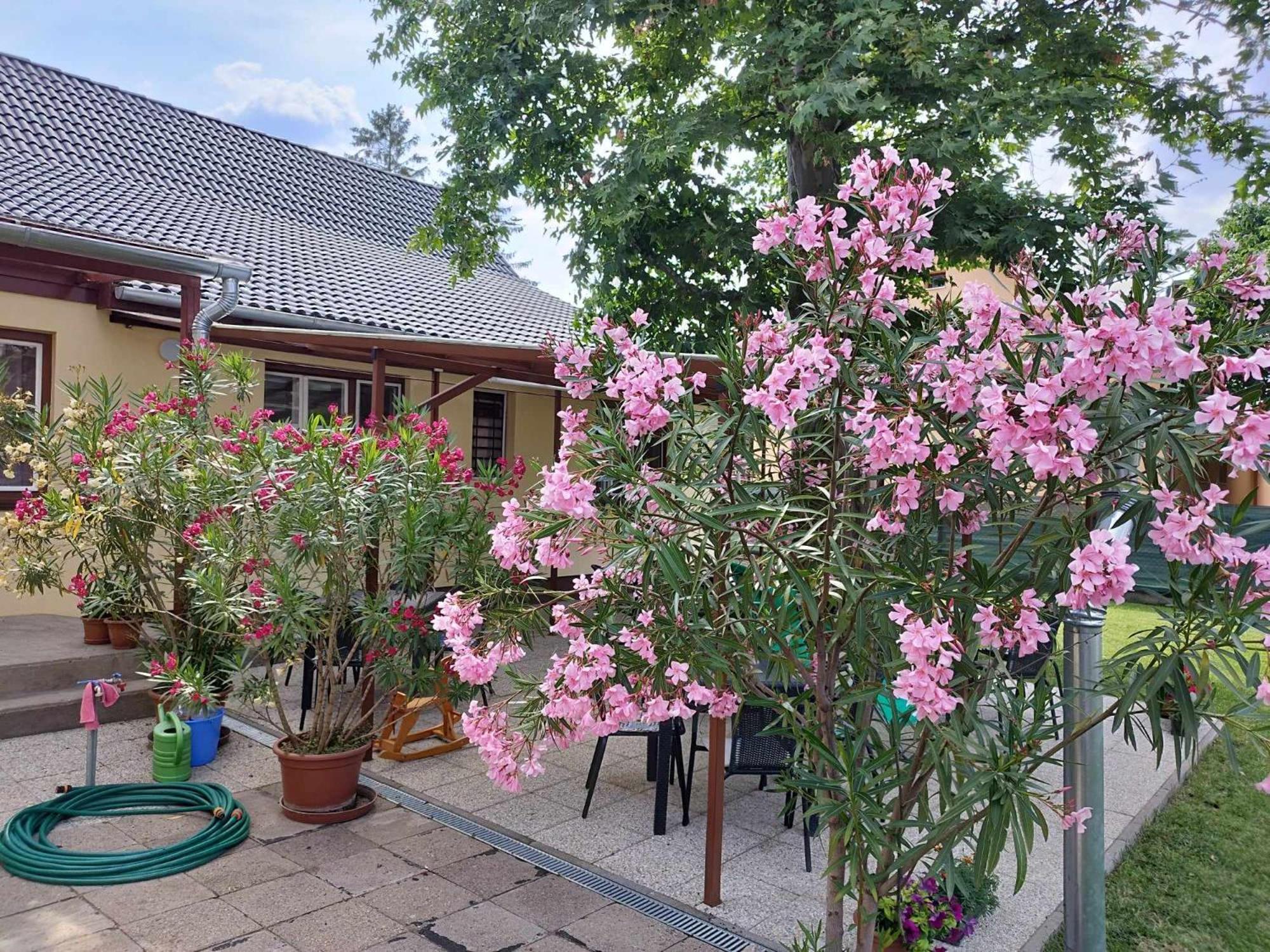 Tartós Szegfű Vendégház, Magánszállás Tazlar Extérieur photo