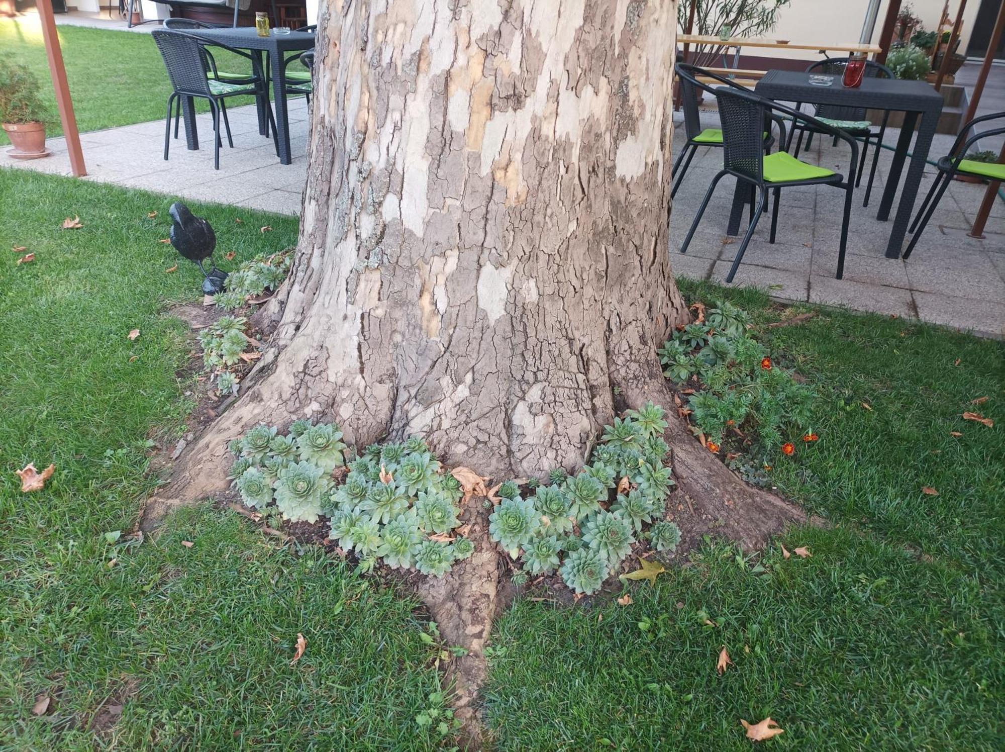 Tartós Szegfű Vendégház, Magánszállás Tazlar Extérieur photo